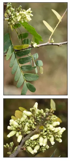 Dalbergia pinnata