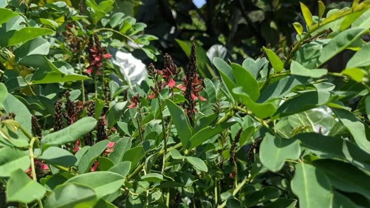 Indigofera zollingeriana