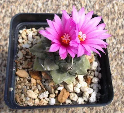 Turbinicarpus alonsoi