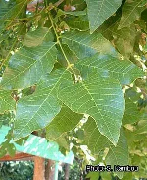 Lannea microcarpa