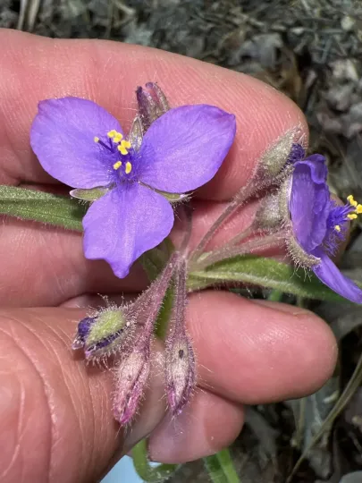 Hairy-stemmed spiderwort