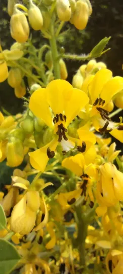 Wild senna