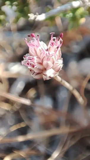 Allium rubrovittatum
