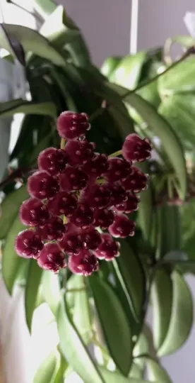 Hoya wayetii