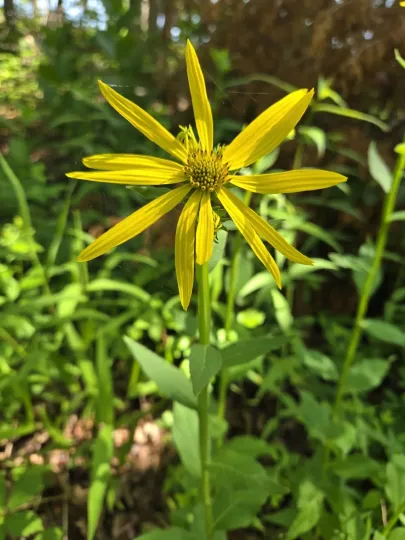 Yellow crownbeard