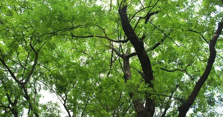 Derris robusta