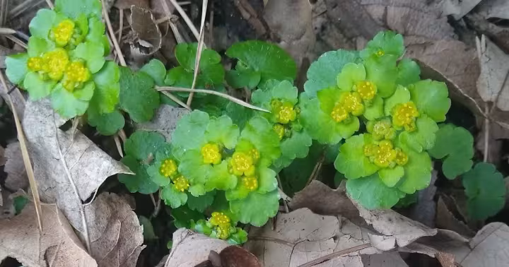 Fleshy golden-saxifrage