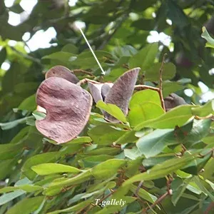 Sindora echinocalyx