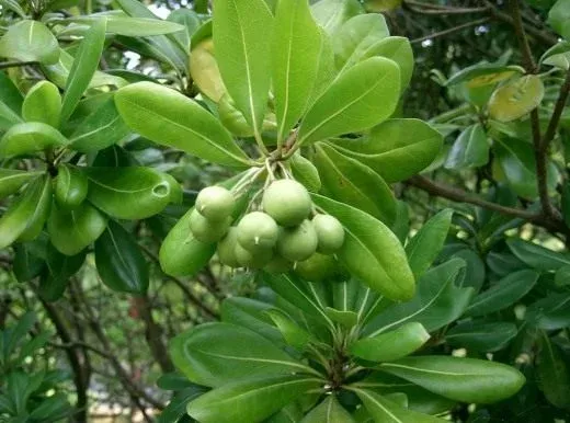 Pittosporum longipes