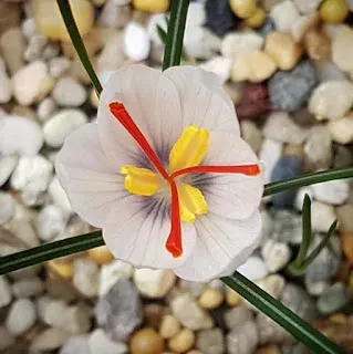 Mathew's crocus