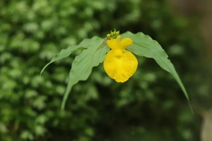 Caulokaempferia coenobialis