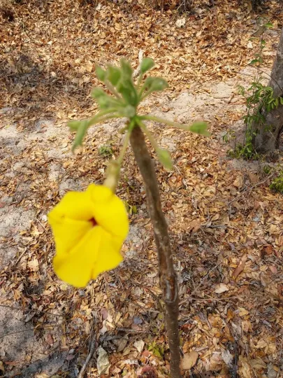 Uncarina peltata