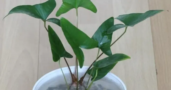 Anubias gracilis