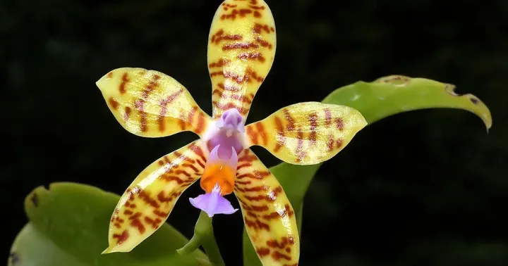 Phalaenopsis fasciata