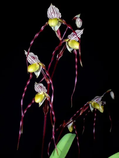Philippine Paphiopedilum