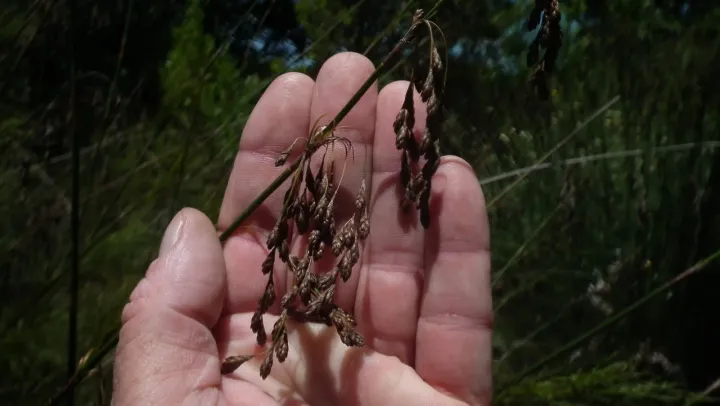 Rhodocoma gigantea