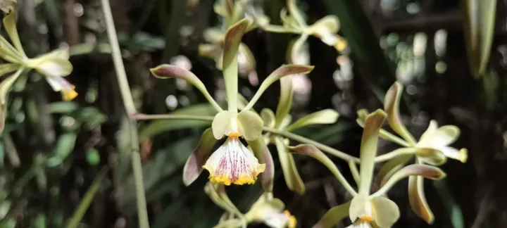 Encyclia alata