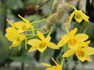 Dendrobium senile