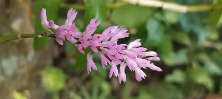 Dendrobium secundum