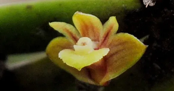 Dendrobium indivisum