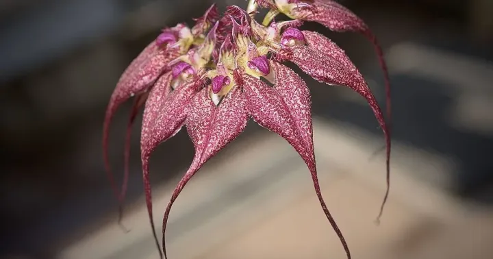 Bulbophyllum rothschildianum