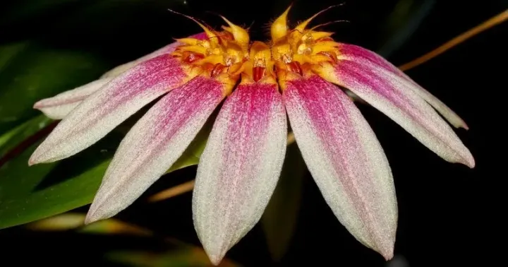 Bulbophyllum flabellum-veneris