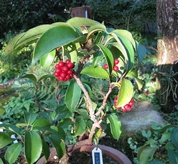 Kadsura longipedunculata