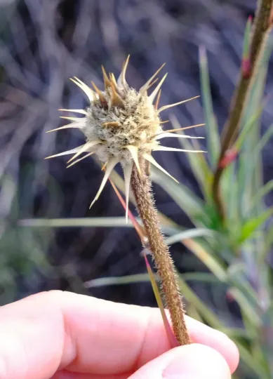 Dasypogon obliquifolius