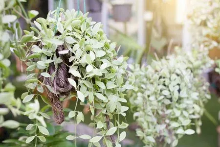 Dischidia oiantha
