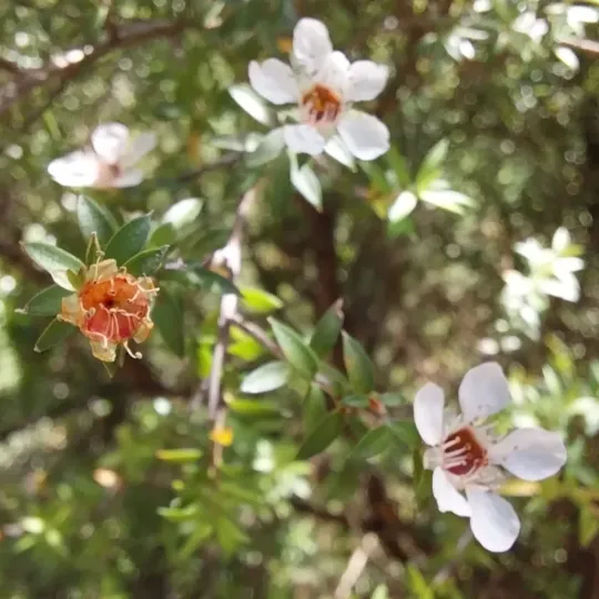 Creeping Leptospermum
