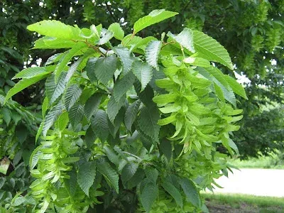 Shensi hornbeam