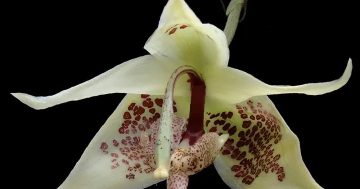 Embreea rodigasiana