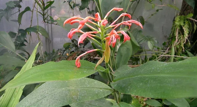 Burbidgea stenantha