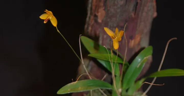 Bulbophyllum elegantulum