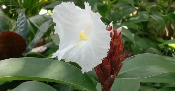 Costus tappenbeckianus