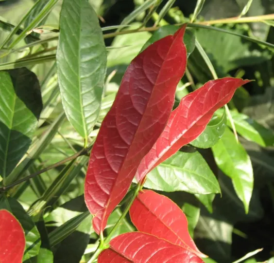 Excoecaria cochinchinensis