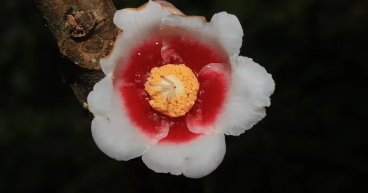 Saurauia armata