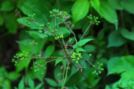 Aralia apioides