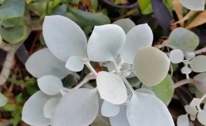 Kalanchoe hildebrandtii