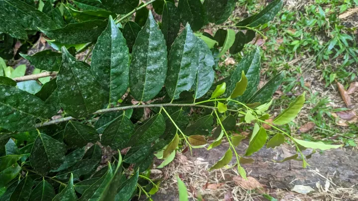 Ilex guayusa