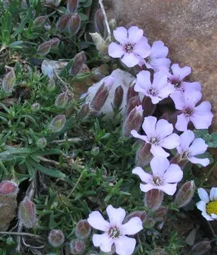 Saponaria olivana