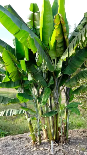 Yunnan banana