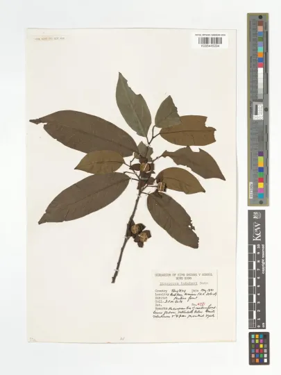 Tutcher persimmon