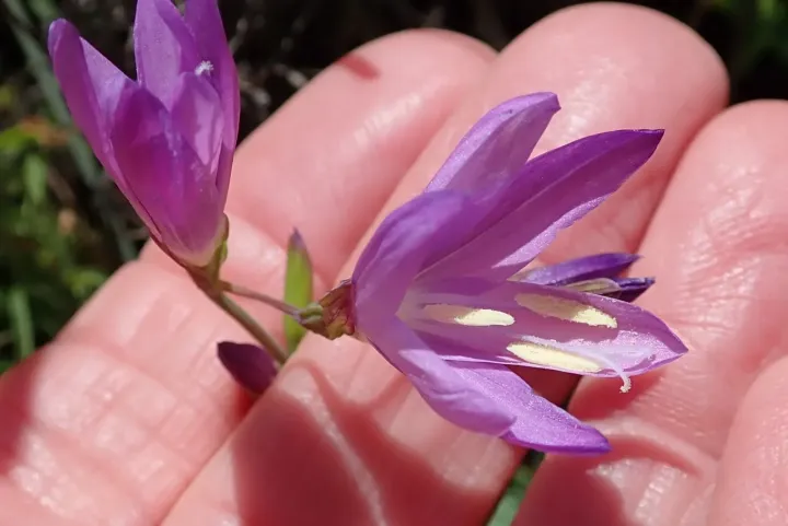 Geissorhiza inaequalis