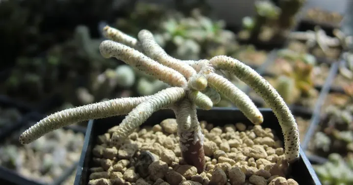 Anacampseros harveyi