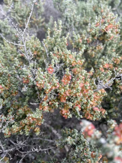 Maireana oppositifolia