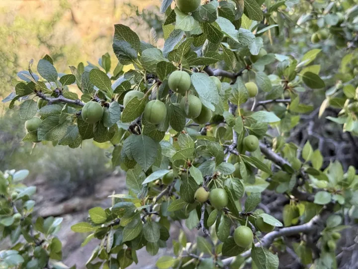 Desert apricot