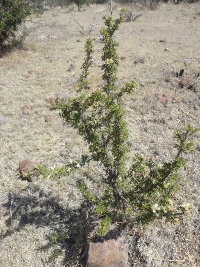 Mexican cliffrose
