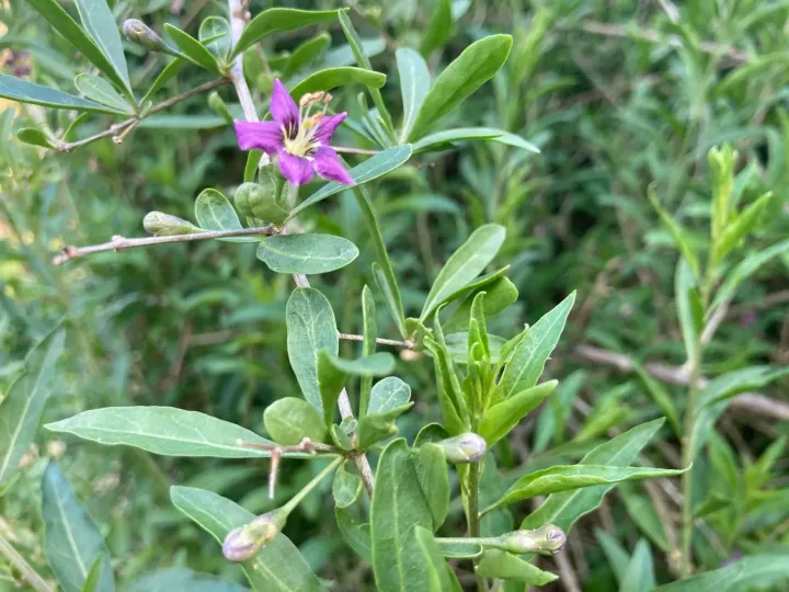 Wolfberry