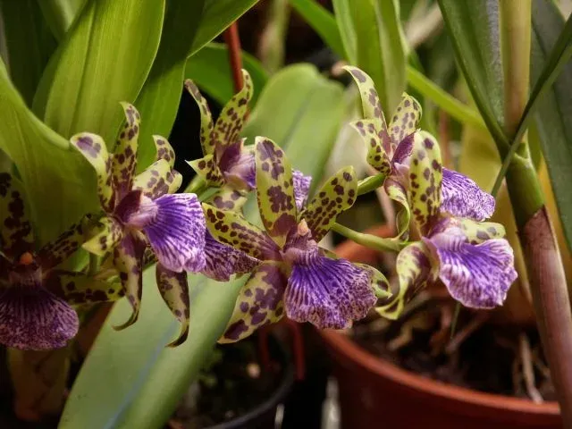 Zygopetalum hybrids